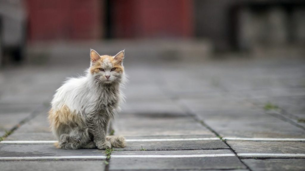 A dirty cat standing on the street, like the toxic cat who felll inside a factory tank containing a dangerous chemical