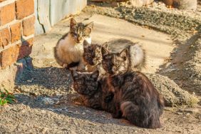 Stray cats like the feral cat colony on a Scottish island.