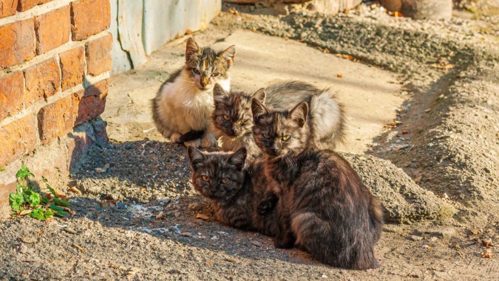 Stray cats like the feral cat colony on a Scottish island.