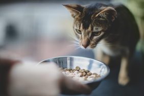 A cat being served food, PetSmart Simply Nourish has not faced a recall in 2024.