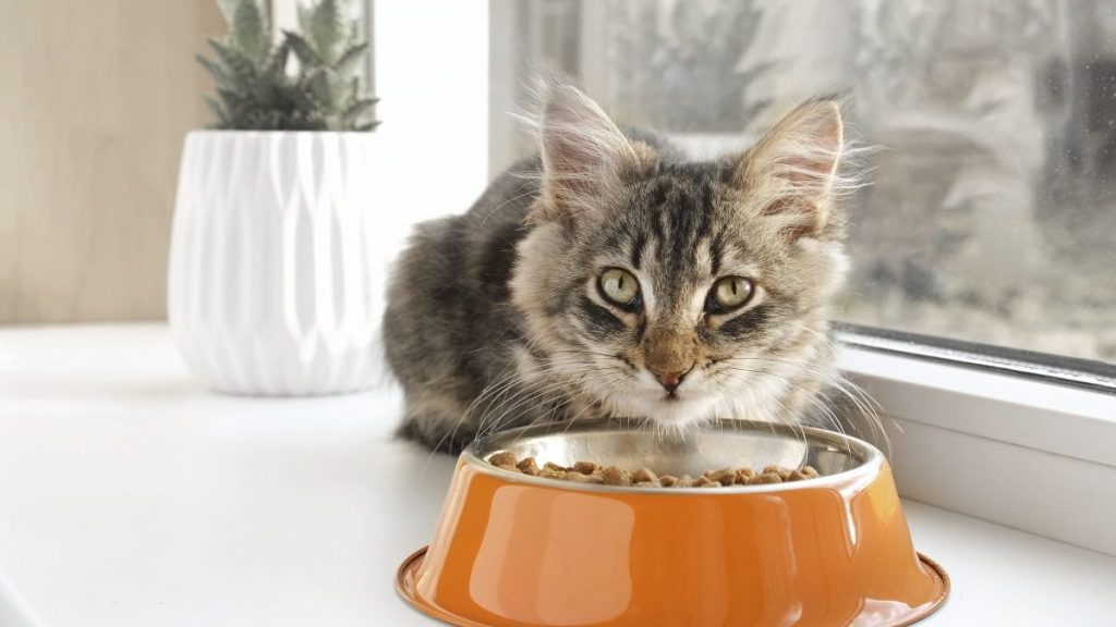 A cat eating food, Gentle Giants cat food hasn't faced a recall in 2024.