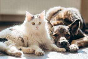 Cat lying next to a dog on the floor, Tennessee firefighters responded to an apartment fire and three pets were rescued