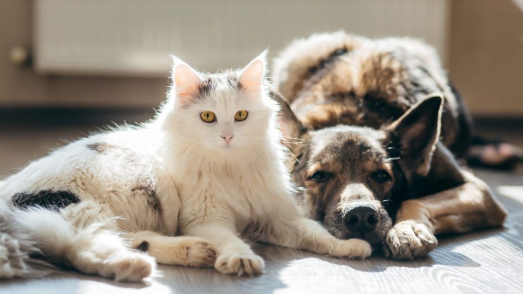 Cat lying next to a dog on the floor, Tennessee firefighters responded to an apartment fire and three pets were rescued