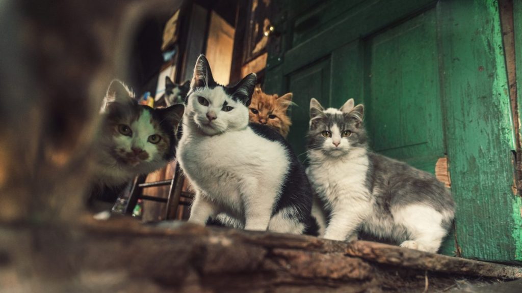 Four cats in an unsanitary home looking, the BC SPCA rescued 20 cats from an unsanitary home in Delta