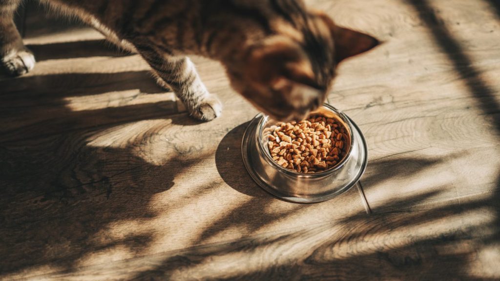 Cat eating from their metallic bowl, there's no Nulo cat food recall at the moment