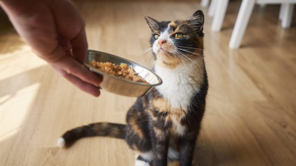 A person feeding a cat, Tiny Tiger cat food has not faced a recall in 2024.