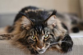 Maine Coon cat