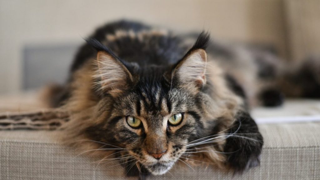 Maine Coon cat