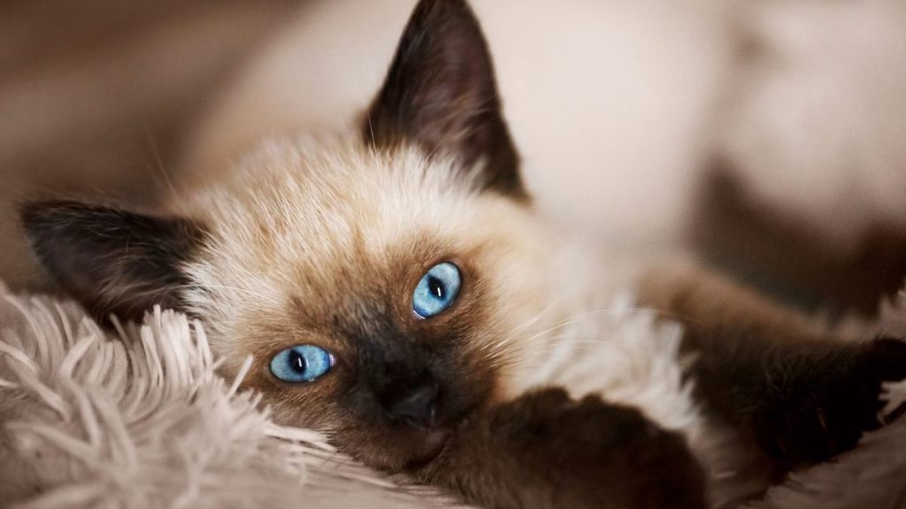 Balinese cat on gray background.