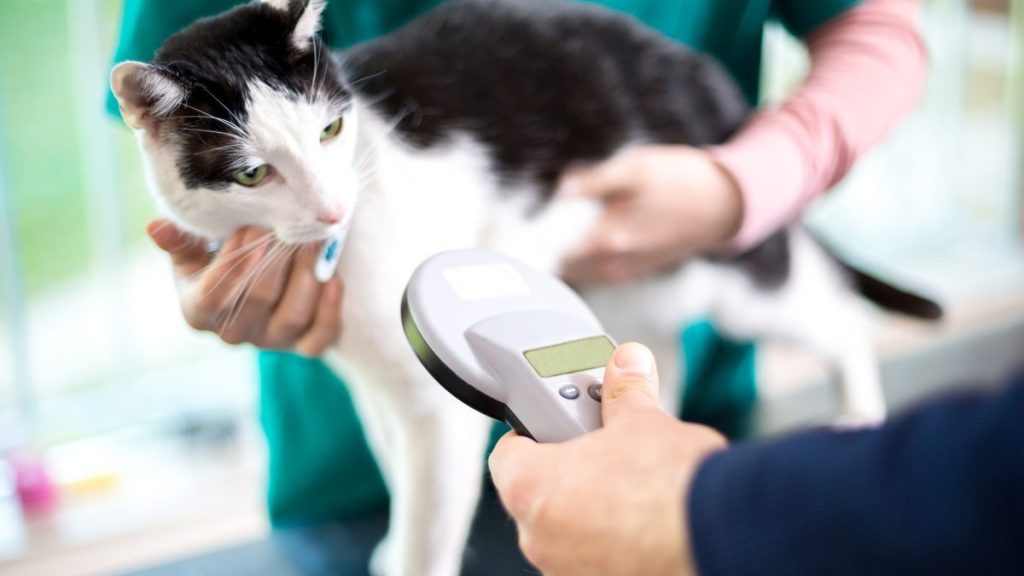 Veterinarian identifying cat by microchip implant.