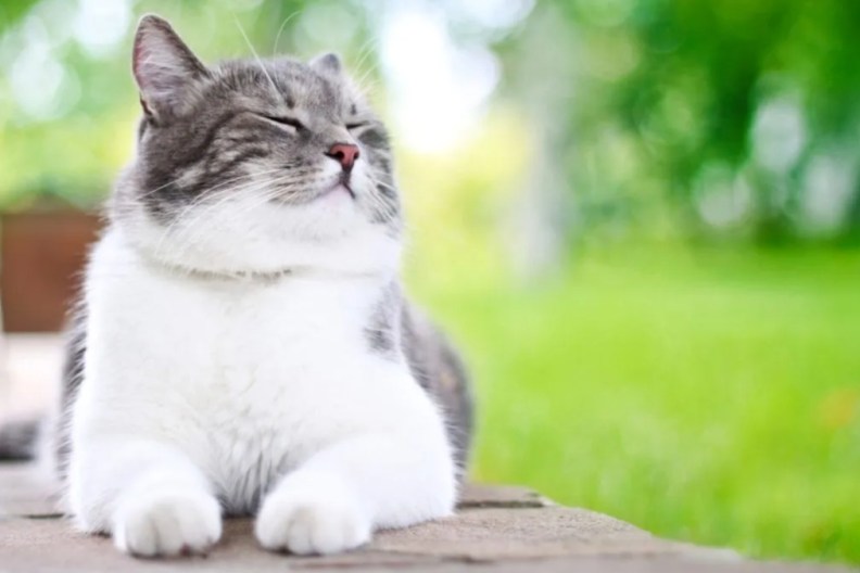 A cat sitting outside, like Pebbles, a cat at the University of Essex, who was recently honored with a statue.