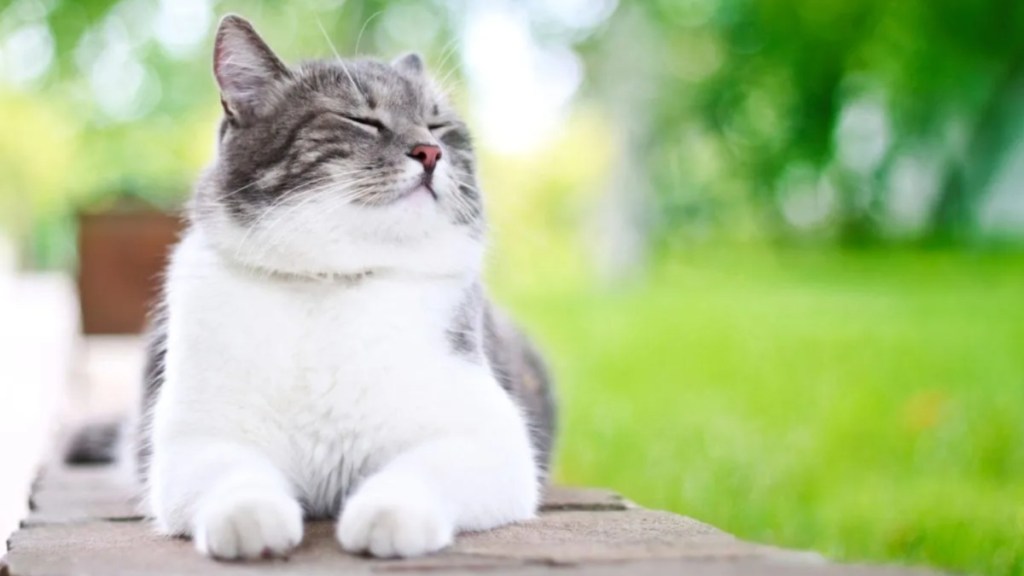 A cat sitting outside, like Pebbles, a cat at the University of Essex, who was recently honored with a statue.