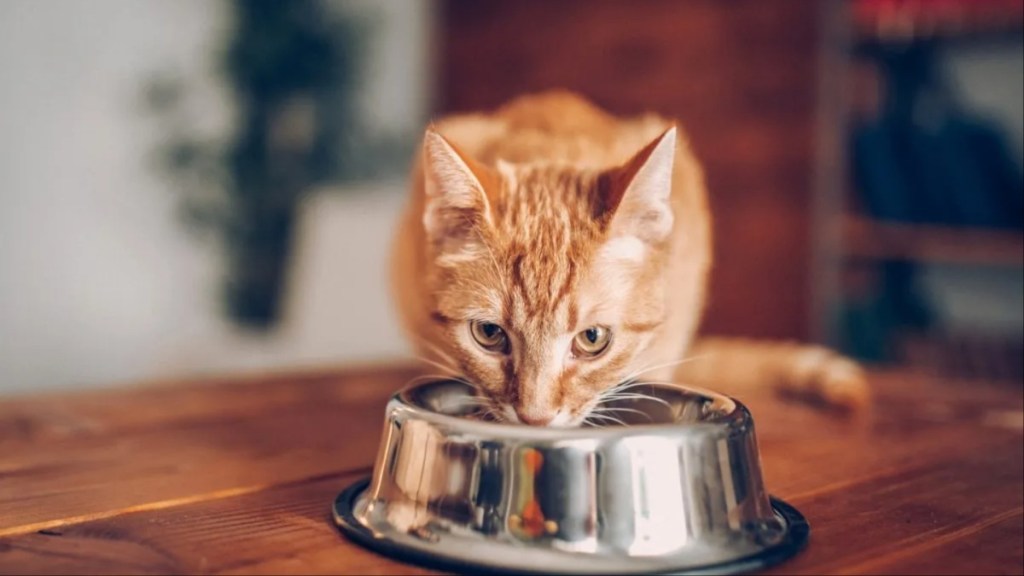 Small brown cat eating from a metallic bowl, Purina's last cat food recall happened in 2021