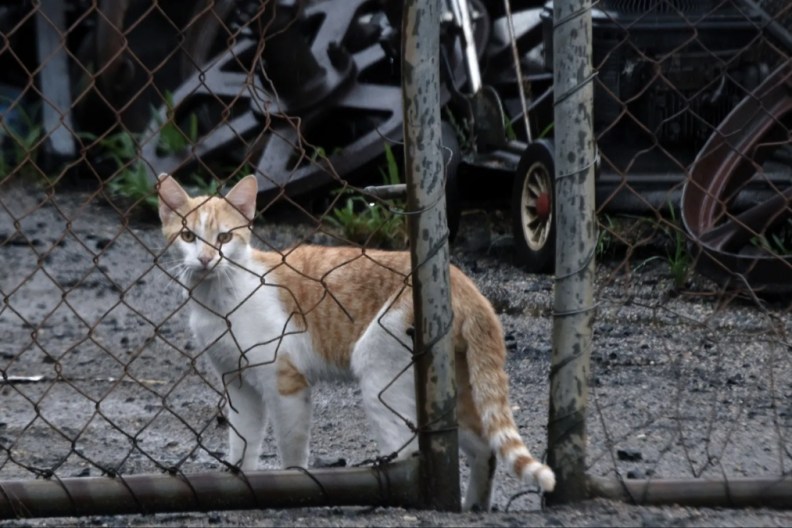 Cat standing in the junkyard.