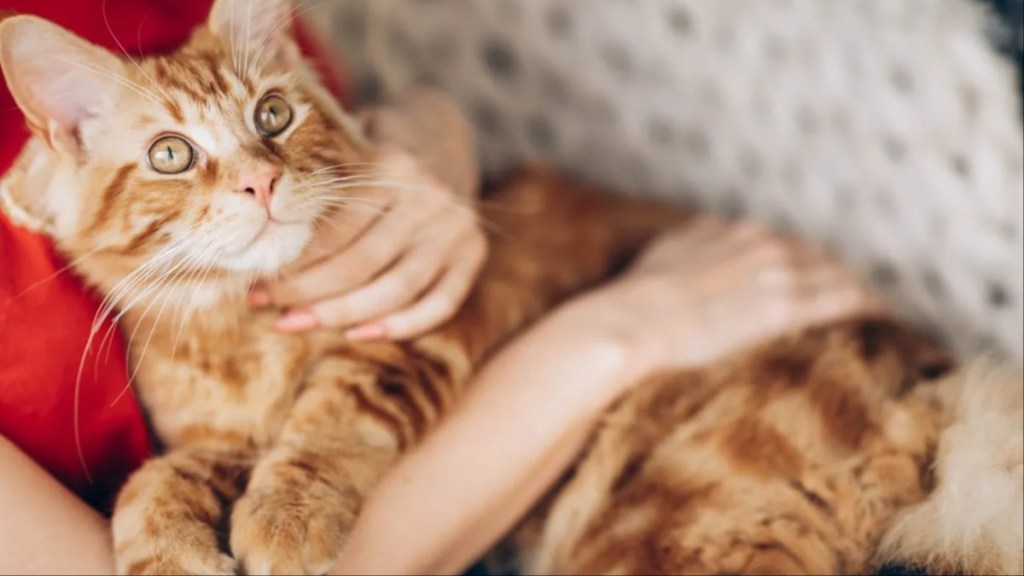 A Maine Coon cat cuddling with a woman, this breed has a friendly personality.