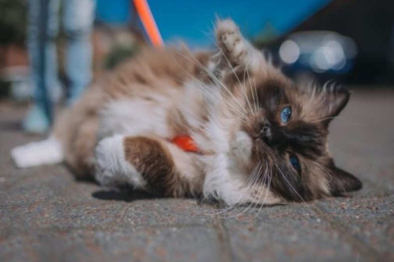 A cat on a leash, Waconia has passed a cat law requiring cat owners to put their pets on a leash when in public.