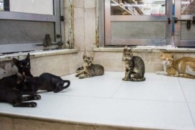 Several neglected cats lying next to a door. a French couple has been banned from keeping pets