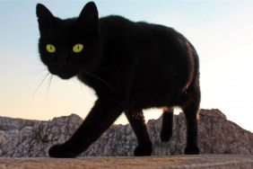 Black cat with green eyes walks along a rocky shore.