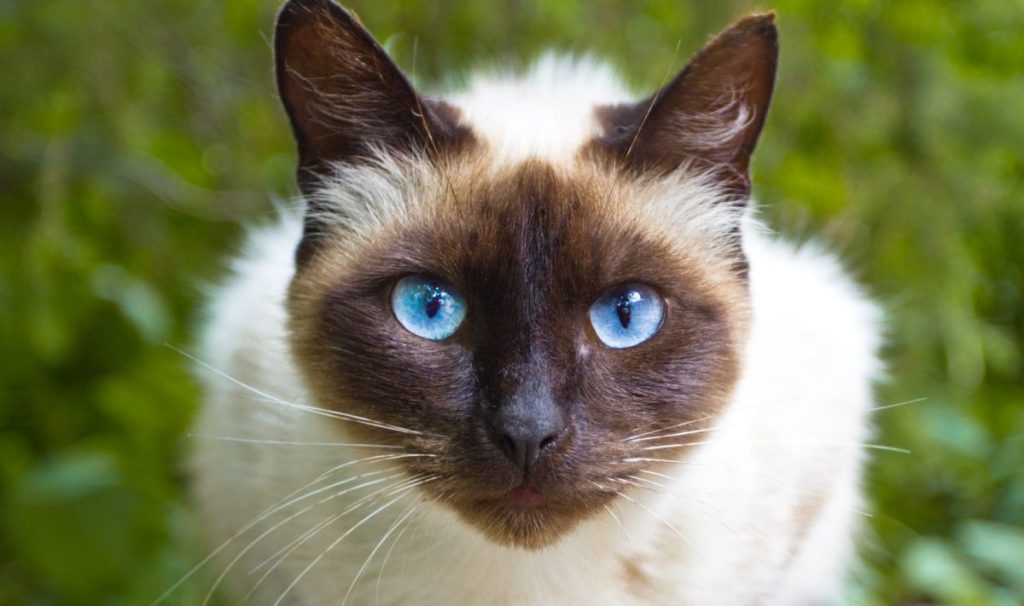 Siamese cat warily watching, sitting on a wooden bench