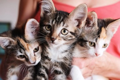 Portrait of homeless cats with big eyes and ears in an animal shelter, looking for a home, rescued from the street, helping animals