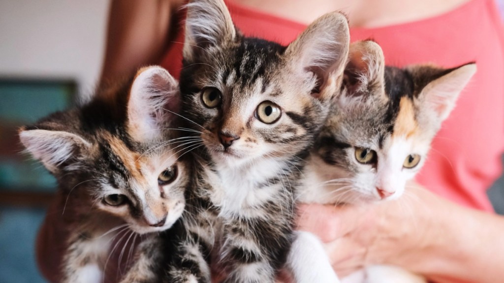 Portrait of homeless cats with big eyes and ears in an animal shelter, looking for a home, rescued from the street, helping animals