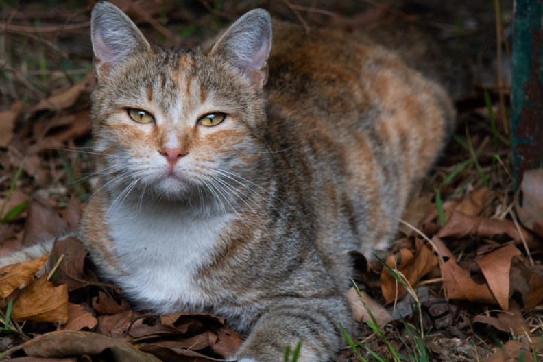 A lonely cat or a cat walks through the city streets. Portrait of a sad abandoned or lost cat waiting and looking for its owner. A homeless, hungry, sterilized and vaccinated cat. An untamed cat that has run away from home is lying on dry autumn foliage.