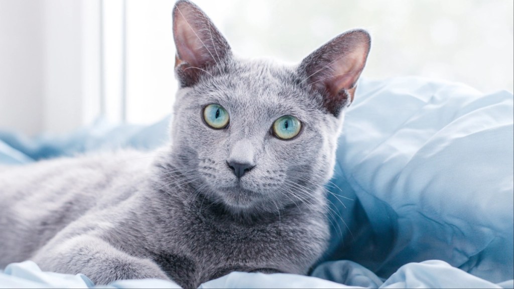 Russian blue cat lying on the window