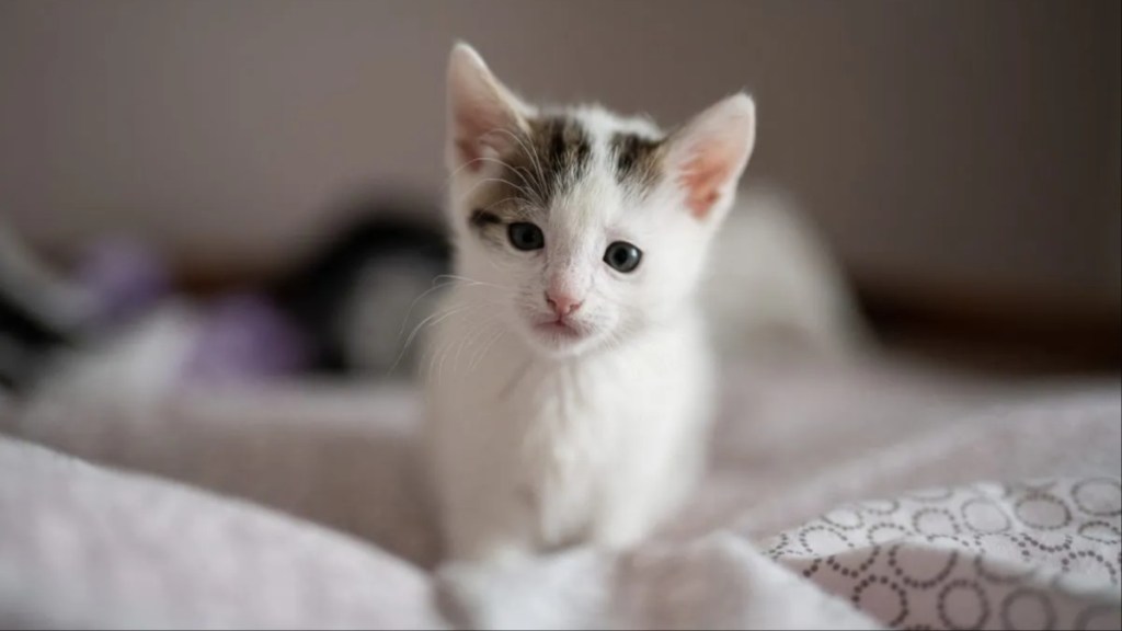 A white kitten with gray ears, like the kitten who was found wearing strawberry dress.