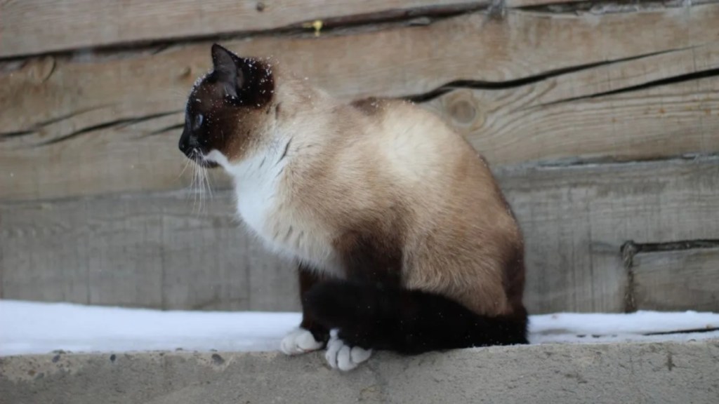 Siamese Cat Exploring Snow Outdoor Cute Fluffy Kitten with Blue Eyes and Snowfalkes on Fur Walking on Wooden House Foundation