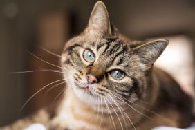 Tabby cat with blue eyes gives a sweet look to the camera