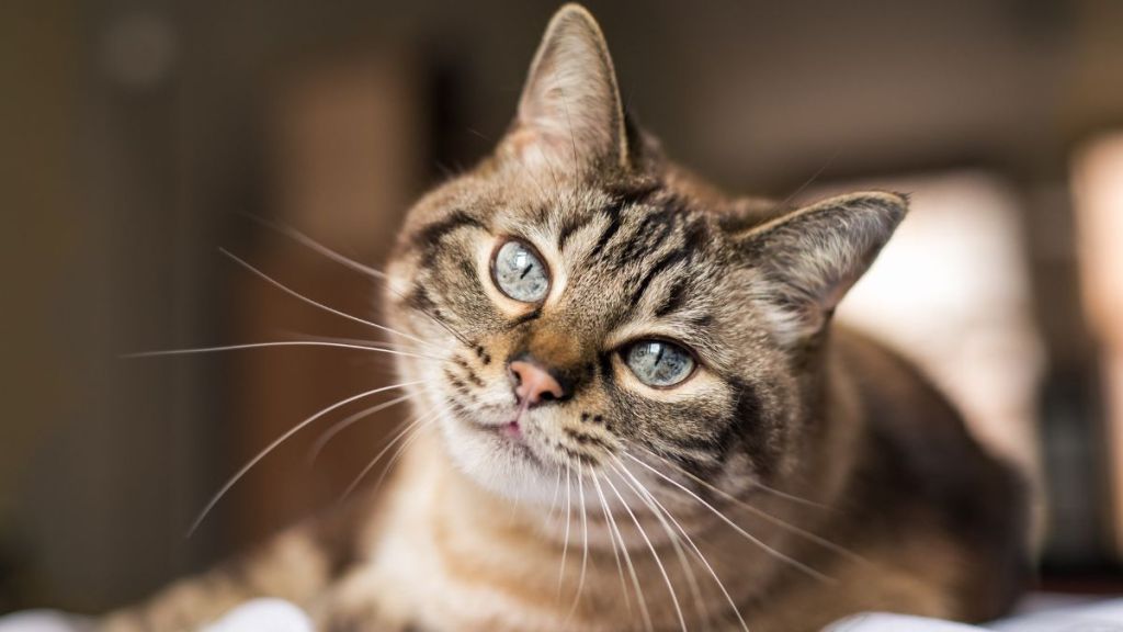 Tabby cat with blue eyes gives a sweet look to the camera