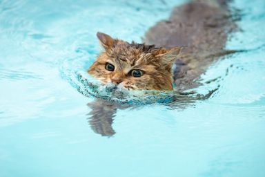 Cute cat swimming with only nose and eyes above water