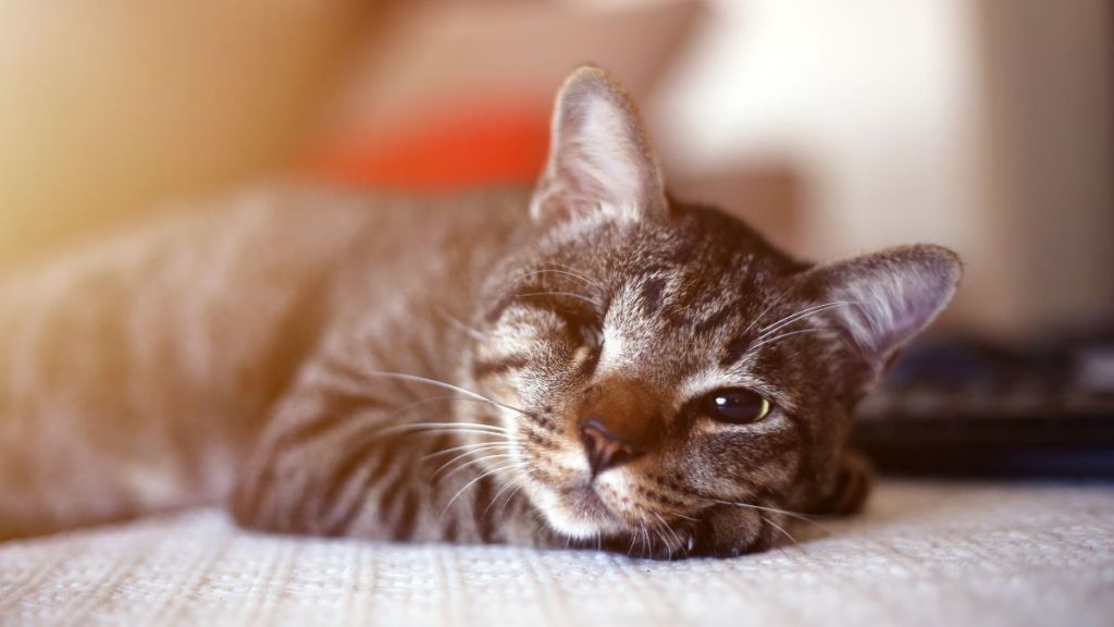 Injured cat with only one eye lying on the table