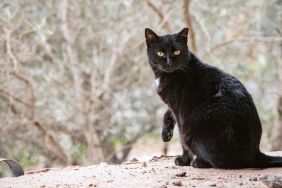 Photo of black cat sitting and looking at camera.