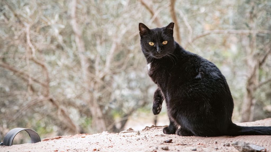 Photo of black cat sitting and looking at camera.