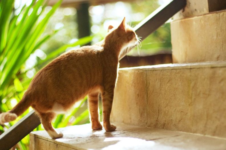 Cat with amputated paw, with three legs