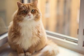 Fat ginger cat, much like the one who became a TikTok star due to their weight loss journey, sitting on a window.