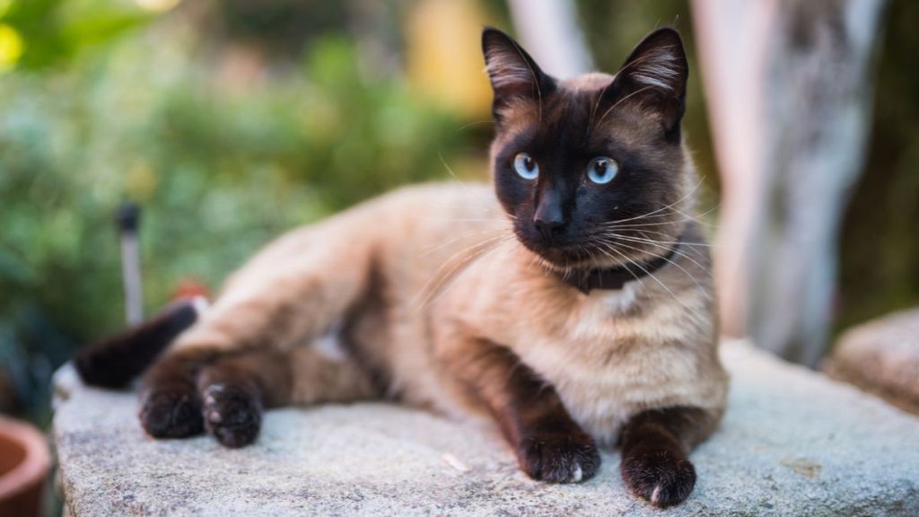 Domestic Siamese cat, similar to the one who saved his family by alerting them to house fire before bravely passing away as a hero in Maryland, laying on a stone table.