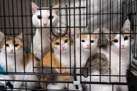 Cat family in a cage in a shelter, similar to the one a TikTok influencer helped raise funds for to save several felines in Texas.