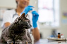 A female veterinarian prepares a rabies vaccination for a cat. She is dressed professionally in white scrubs and is focused on preparing the needle as the gray feline sits still on the examination table with some treats.