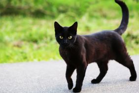 Black kitten, similar to the one rescued off the side of a highway in California, walking on a street.