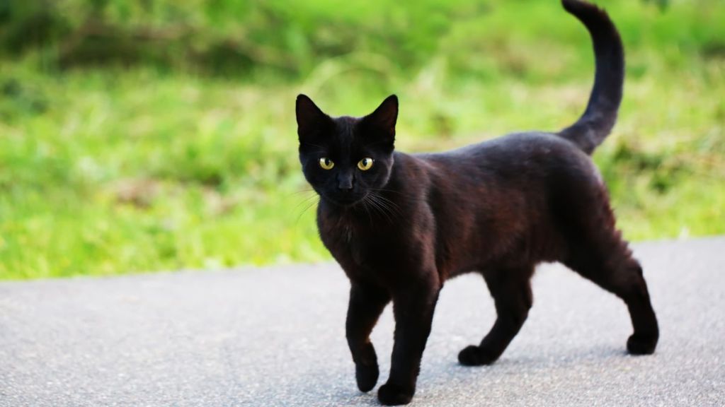 Black kitten, similar to the one rescued off the side of a highway in California, walking on a street.