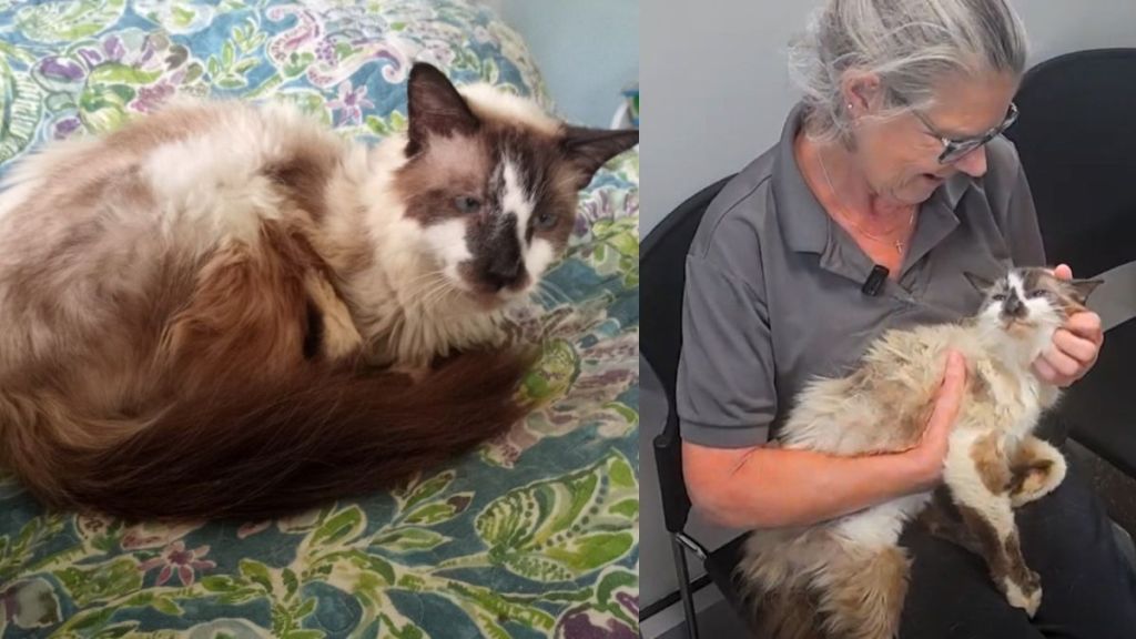 Cat who had gone missing for 11 years finally reunites with his human