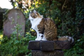 A feline in a sunny graveyard. A study recently showed that cats do indeed feel grief and mourn fellow pets.