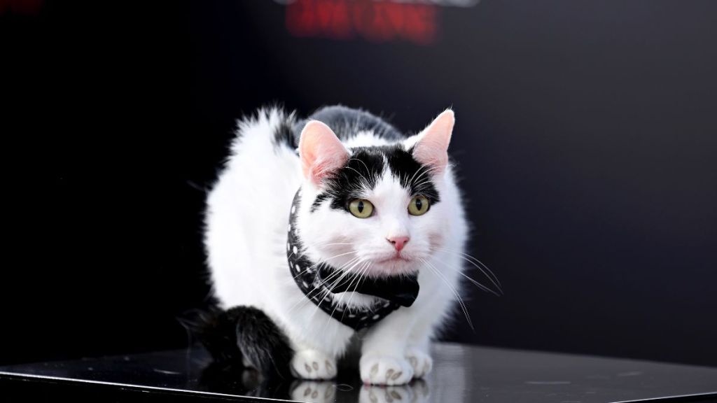 Schnitzel the cat, the OG feline behind the viral A Quiet Place TikTok challenge, attends the photocall for "A Quiet Place: Day One" at IET London: Savoy Place on May 01, 2024, in London, England.