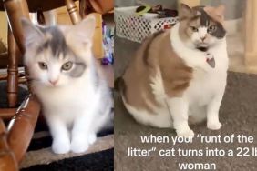 Kitten who was the runt of the litter has a dramatic transformation and grows up into a chonky 22lb cat.