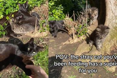 Shy stray cat opens up and has a surprise for the human she befriends, revealing her adorable kittens in viral TikTok video.