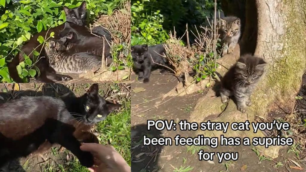 Shy stray cat opens up and has a surprise for the human she befriends, revealing her adorable kittens in viral TikTok video.