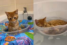 Cat floating in boat.
