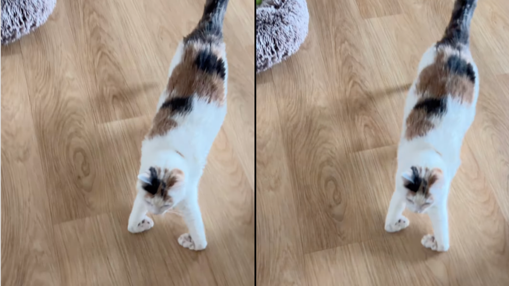 special needs cat talent video